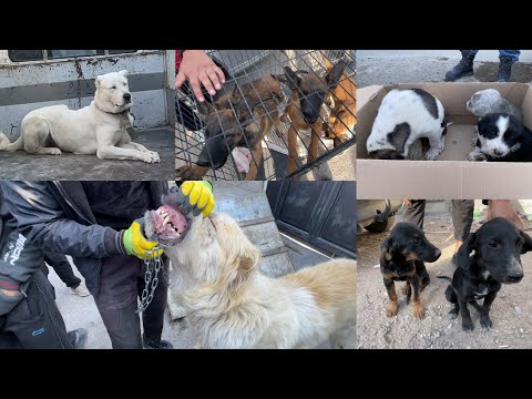 Видео: Сагбозора ки ждат дошта буд мархамат тамошо кунед!!!