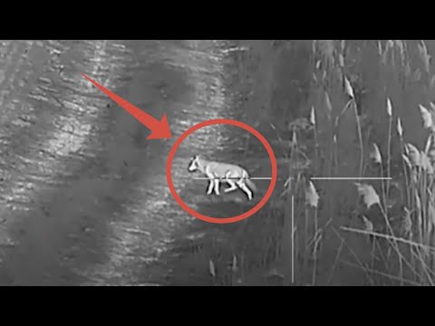 Видео: Поединок на выживание Охотник против волчьей стаи