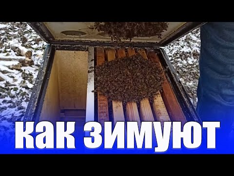 Видео: как проходит зимовка пчел