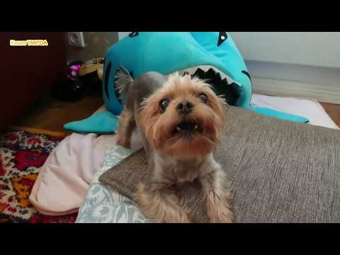 Видео: Йоркширские терьеры - я плакала! Подборка 10 минут пприколов от души!