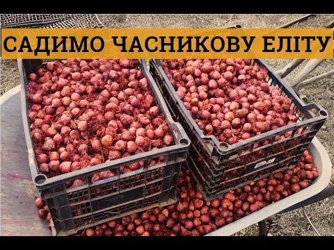 Видео: #часник Посадка однозубки. Коли садити, пізно чи рано? @VadymMisko