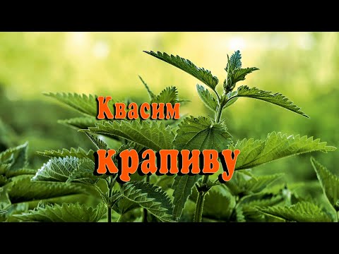 Видео: Крапива. Квасим на зиму