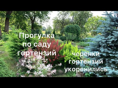 Видео: НАКОНЕЦ-ТО ЗАЦВЕТАЮТ ГОРТЕНЗИИ! Прогулка по саду. Укоренились черенки в ортензий.