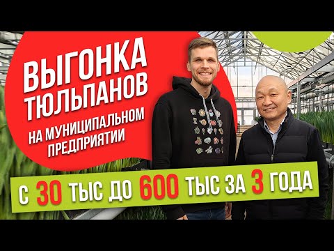 Видео: Выгонка тюльпанов на муниципальном предприятии в Иркутске. Интервью с нашим клиентом