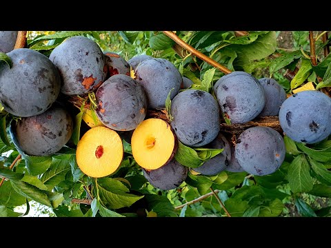 Видео: САМЫЙ ПОЗДНИЙ СОРТ СЛИВЫ АНЖЕЛИНО