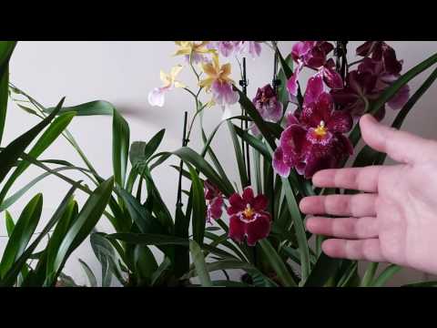 Видео: Орхидеи Мильтонии,Мильтониопсисы... или?Различия и уход.MILTONIA ORCHIDS