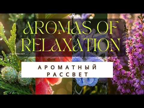 Видео: Zen of Aromas: Meditation Music with Chinese Instruments/Ароматный рассвет: Целебная музыка.