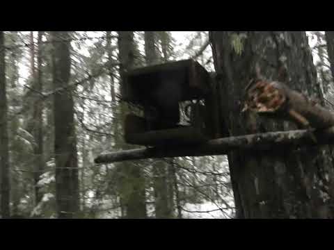 Видео: Охота. Проверка капканов на куницу. Собаки нашли куницу.