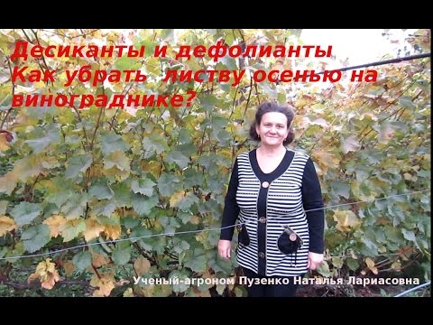 Видео: Как удалить листву с винограда перед осенней обрезкой? Дефолианты и десиканты.