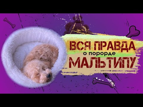 Видео: Вся правда о породе Мальтипу. Описание породы от кинолога.