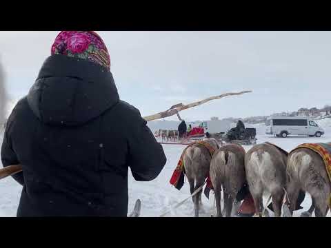 Видео: Ходила первый раз, но там интересно/День Оленевода/Продвижения