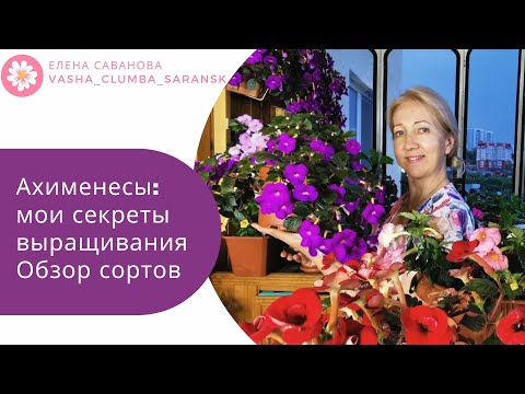 Видео: Ахименесы: мои секреты выращивания Обзор сортов#ахименесы#выращивание#сорта