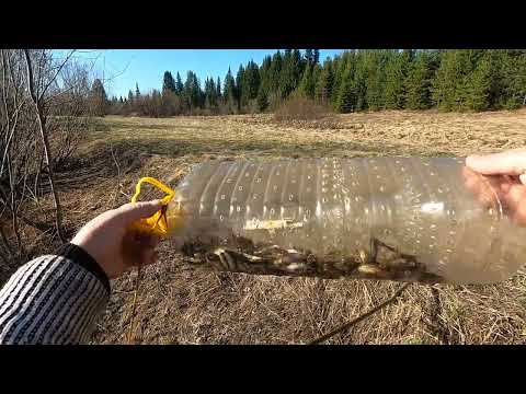 Видео: ЗАГОТОВКА ЖИВЦОВ \ РЫБАЛКА НА ПРОДОЛЬНИКИ \ МАКСИМАЛЬНЫЙ УЛОВ