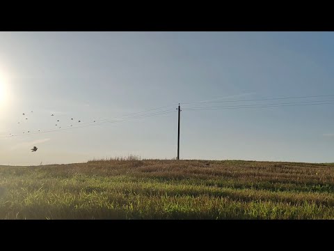 Видео: Охота на вяхиря с чучелами2025г. 