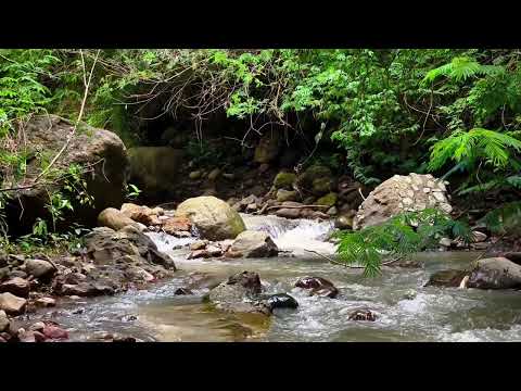Видео: Шум реки в лесу, прекрасное пение птиц, успокаивающий звук природы