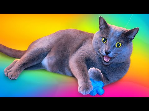 Видео: Самые забавные коты, которые играют 😹 Самые смешные реакции! Новое видео с котами СМЕШНОЙ КОТ