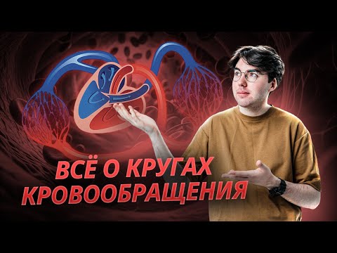 Видео: Круги кровообращения ОГЭ биология 2025. Коротко и понятно | Умскул