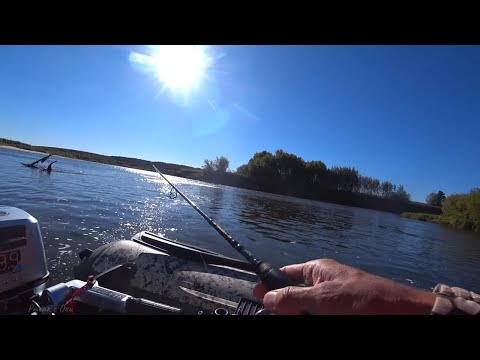 Видео: Выманил ЕЁ из Коряги! Рыбалка Осенью на Спиннинг на Оке 2024!
