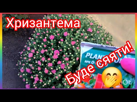 Видео: Ці, ДВА‼️ компонента,зроблять🌺 хризантему🌻шикарною❗️Огляд ранніх сортів!#flowers #rose #plants 