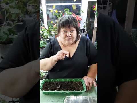 Видео: первая подкормка семенной бегонии и движуха