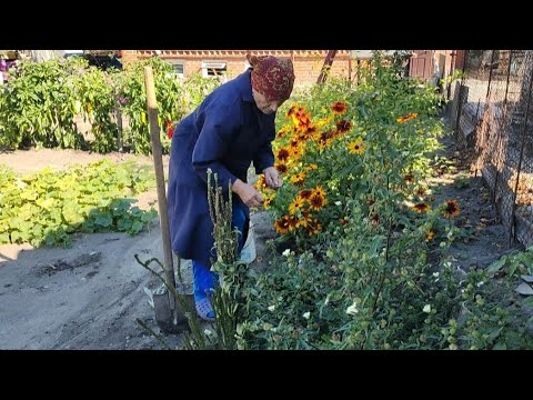 Видео: Прибирання в квітнику!