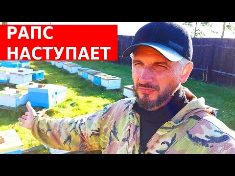 Видео: Пчелосемьи тают на глазах/что в Царь-колоде/ сибирский пчелоблог 9 октября 2022