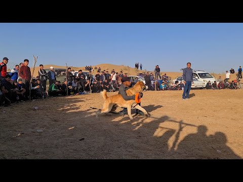 Видео: Теджен район Бабадайхан обзор участников Турнира!