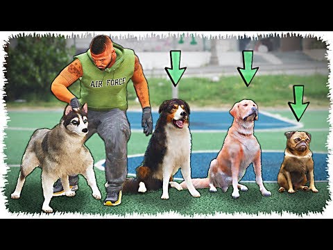 Видео: Рекс жаңа достар тапты (GTA V)