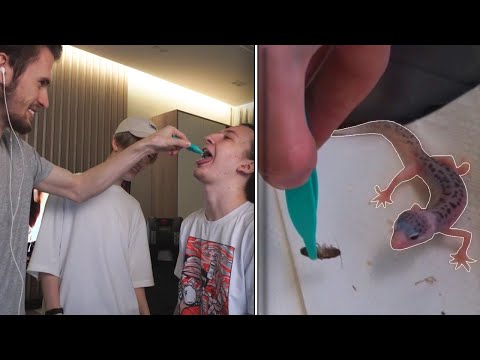 Видео: ЗАКВИЕЛЬ КОРМИТ ЯЩЕРКУ НА СТРИМЕ! Съел Таракана На Стриме!