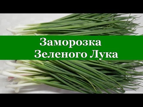 Видео: ЗАМОРОЗКА ЗЕЛЕНОГО ЛУКА НА ЗИМУ СУПЕР СПОСОБ для пирогов и салатов!!!