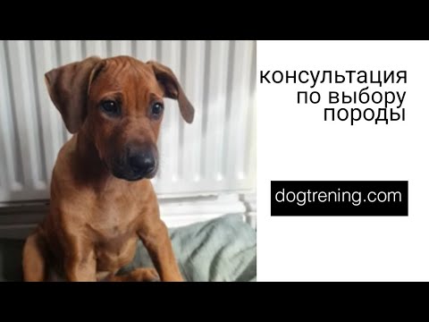 Видео: Догтренинг 452. Дистанционная консультация по выбору породы с Марией Смуровой