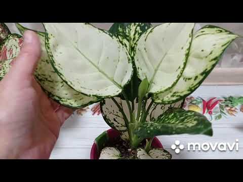 Видео: Комнатные цветы. Обзор аглаонем и диффенбахий.