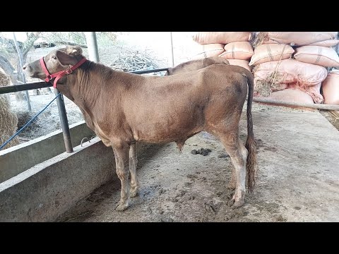 Видео: СРОЧНА БДРО ДУСАР БУКАЙ КАЛОНИ ЭЛИТА ХАРИДОРО МАРХАМАТ 