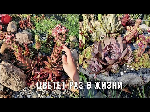 Видео: Цветение Молодило - Более 20 сортовых Каменных роз с названиями. Часть 1.