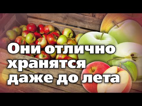 Видео: ТОП - 5 сортов яблок для длительного хранения