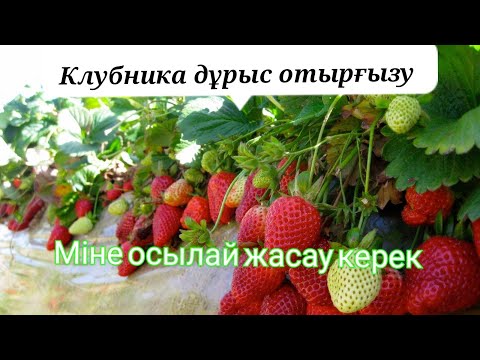 Видео: Құлпынай көшетін отырғызу.Клубника рассады