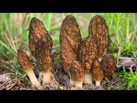 Видео: СМОРЧКИ! Неизданное МАЙ 2022!