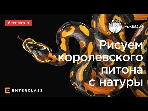 Видео: Скетчинг: маркеры и акварель. Шаровый питон - рисуем животных с натуры с иллюстраторами "Fox & Owl"