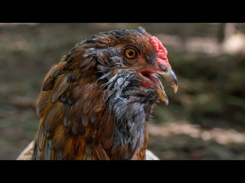Видео: Пасека#143 Курятник-Как мы содержим кур?