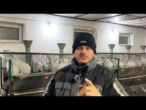 Видео: Як заробити на кролях в 2025 році? Показую декілька варіантів