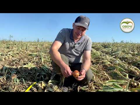 Видео: Як виростити цибулю типу Райнсбургер | Овочі.Смак успіху
