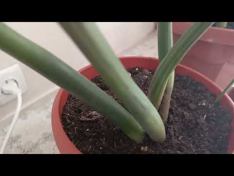 Видео: И все же решилась это сделать