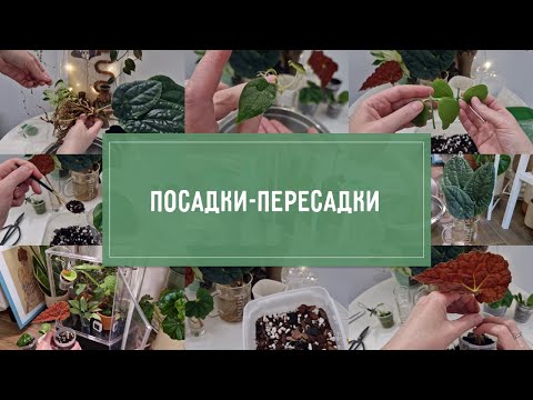 Видео: Посадки-пересадки РАСТЕНИЙ