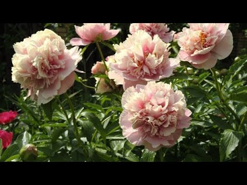 Видео: Пион Трифена Паркин с Озон!!!