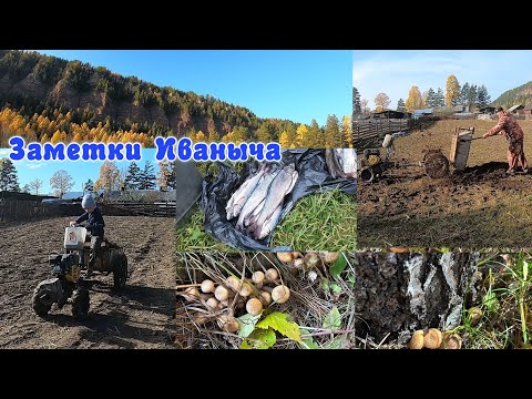 Видео: Секрет хорошего урожая !