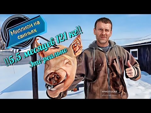 Видео: Выгодно ли свиноводство в 2025 году!
