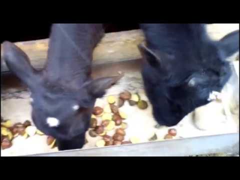 Видео: Вес бычков в 3 и 4 месяца