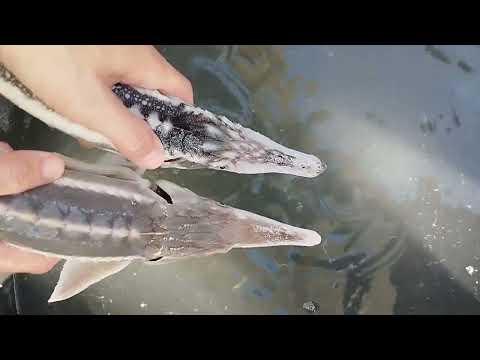 Видео: Starred sturgeon. Севрюга (acipenser stellatus) и гибридная форма севрюга + стерлядь.