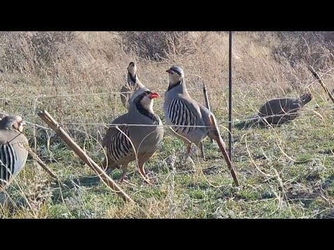 Видео: 24 ноября 2024 г.