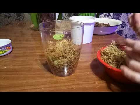 Видео: Орхидеи почти без корней, посадка в закрытую систему.(часть №1)